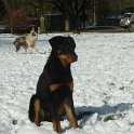 chien DM (38)